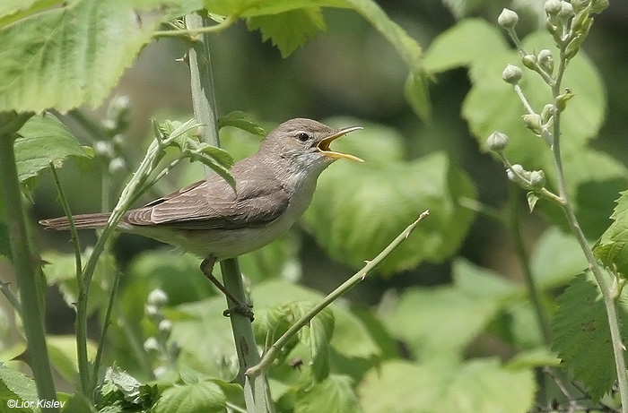    Olivaceous Warbler Hippolais pallida                  , , 2009.: 